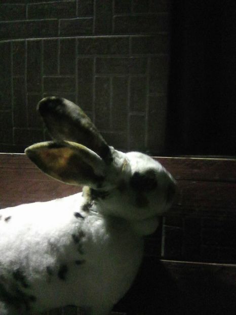 Photo0164 - REX TRICOLOR 2018