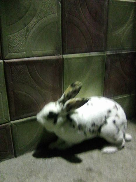 Photo0165 - REX TRICOLOR 2018