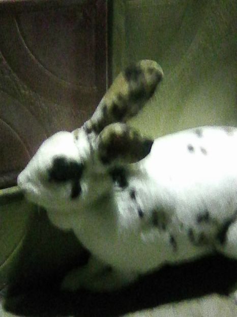 Photo0167 - REX TRICOLOR 2018