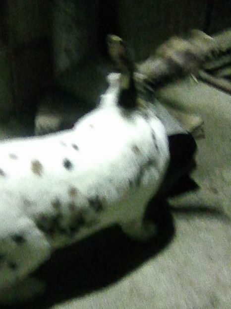 Photo0172 - REX TRICOLOR 2018