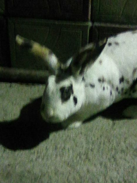 Photo0173 - REX TRICOLOR 2018