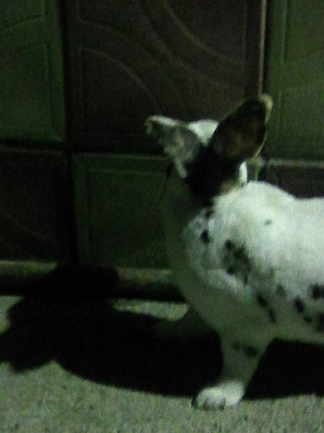 Photo0174 - REX TRICOLOR 2018