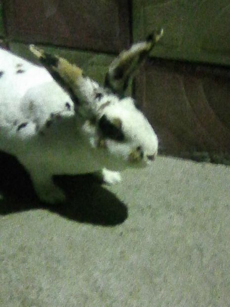 Photo0176 - REX TRICOLOR 2018