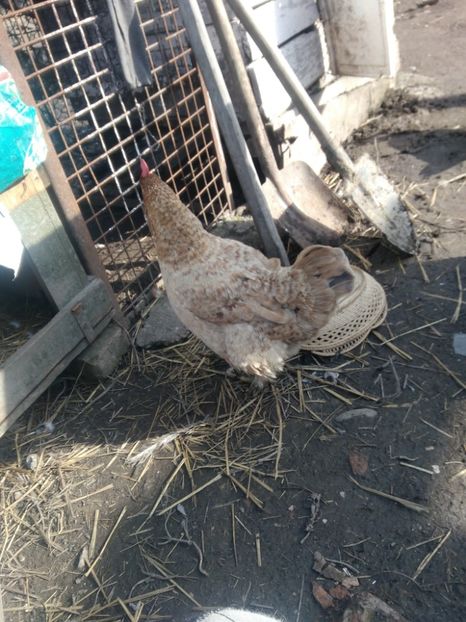 P_20180209_133515 - Gaini