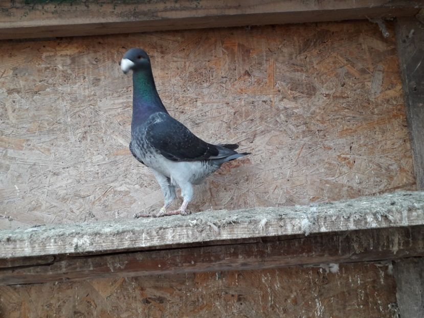 20180209_120652(0) - Amintiri frumoase