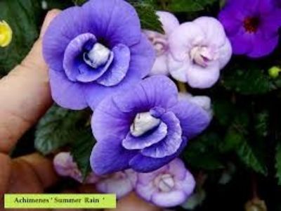  - Summer Rain-deea01