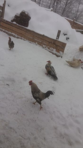  - 01 - Matca pentru 2018