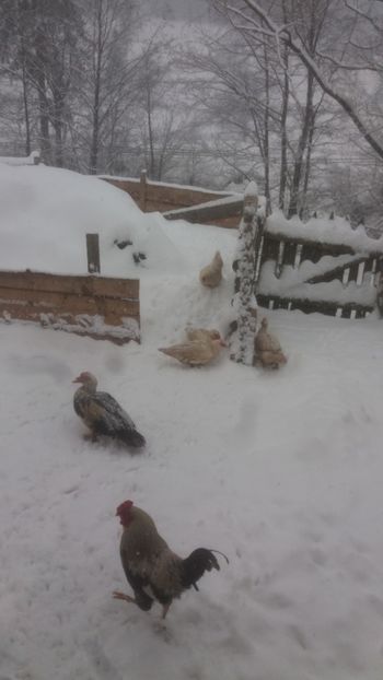  - 01 - Matca pentru 2018