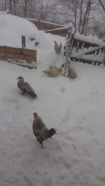  - 01 - Matca pentru 2018