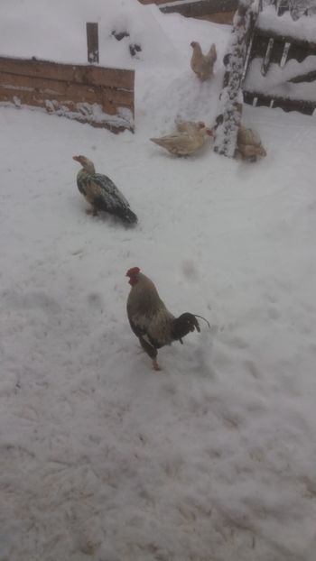 20180208_150958(0) - 01 - Matca pentru 2018