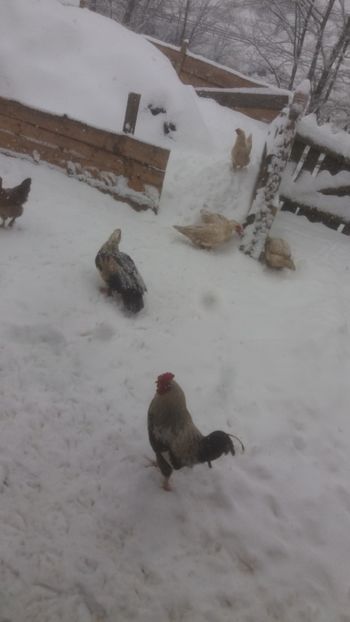  - 01 - Matca pentru 2018