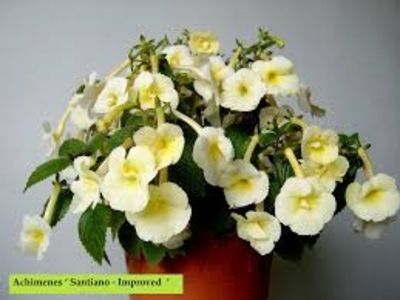  - Santiano Improved-deea01