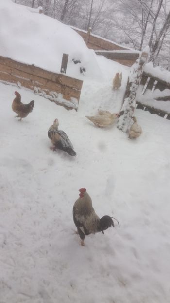  - 01 - Matca pentru 2018