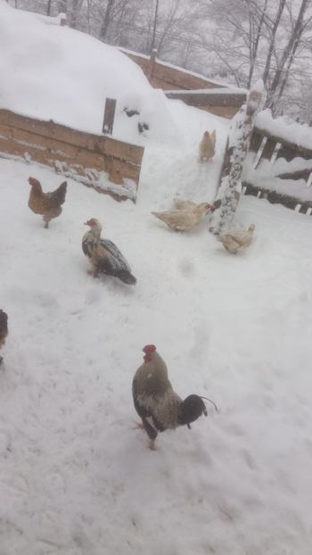  - 01 - Matca pentru 2018