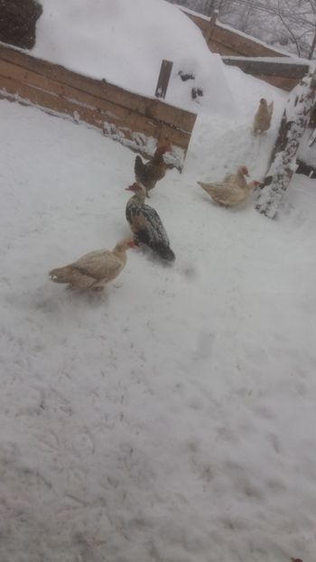  - 01 - Matca pentru 2018