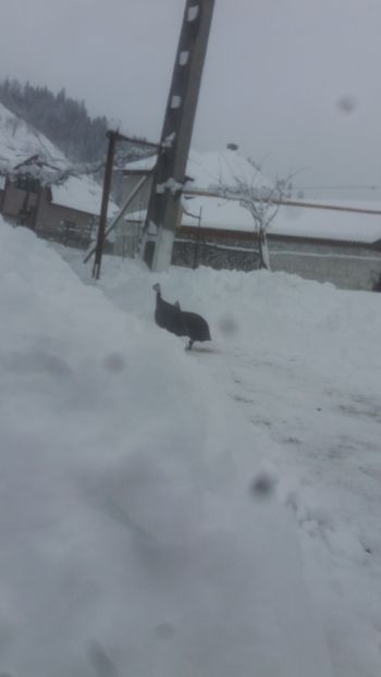  - 05 Arhiva Bibilici - Picheri