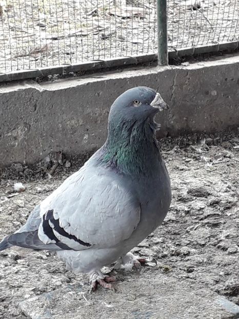  - Voiajori Standard