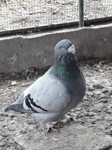  - Voiajori Standard