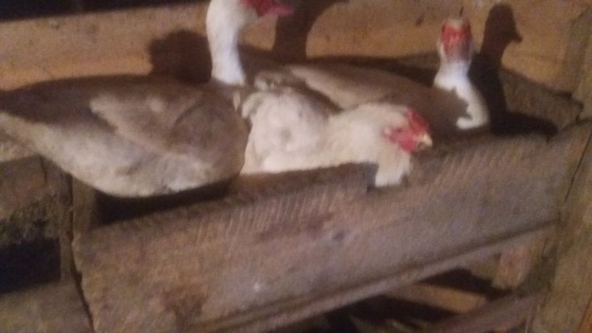  - ARHIVA Rate mute - lesesti