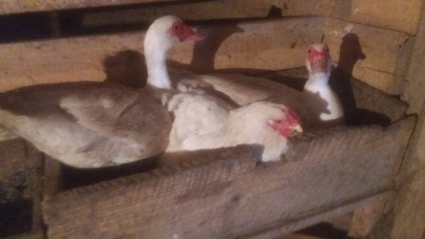  - ARHIVA Rate mute - lesesti