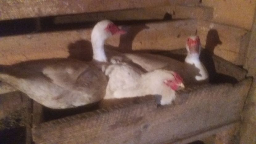  - ARHIVA Rate mute - lesesti