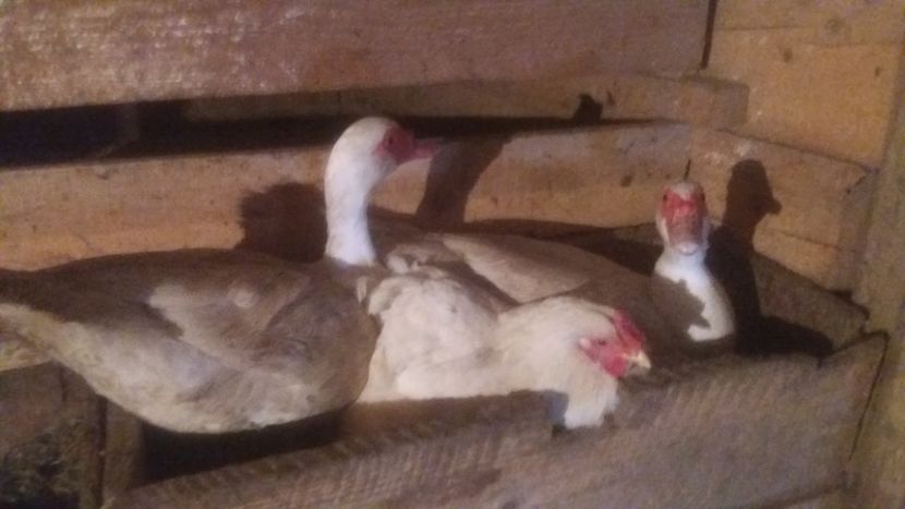  - ARHIVA Rate mute - lesesti