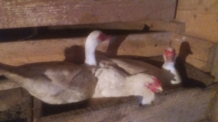  - ARHIVA Rate mute - lesesti