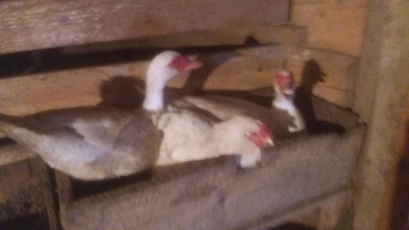  - ARHIVA Rate mute - lesesti