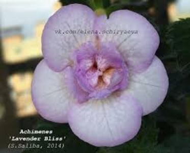  - Lavender Bliss-deea01
