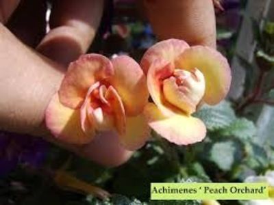  - Peach Orchard-deea01