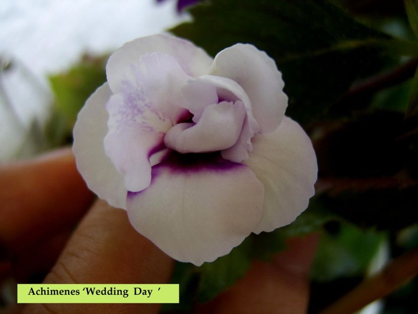  - Wedding Day- mirra