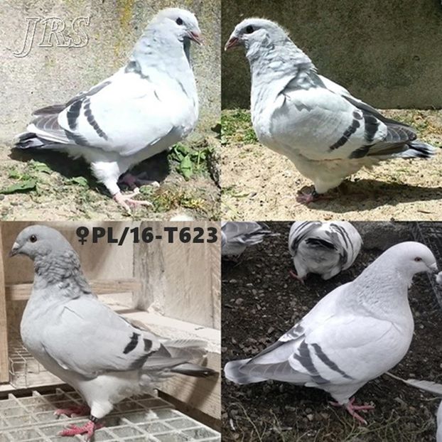  - a- SAMICZKI -Females