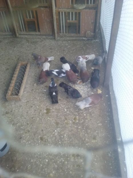  - ciungi ploiesti 2018