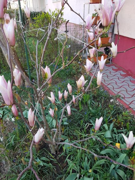  - MAGNOLIA SOULANGEANA