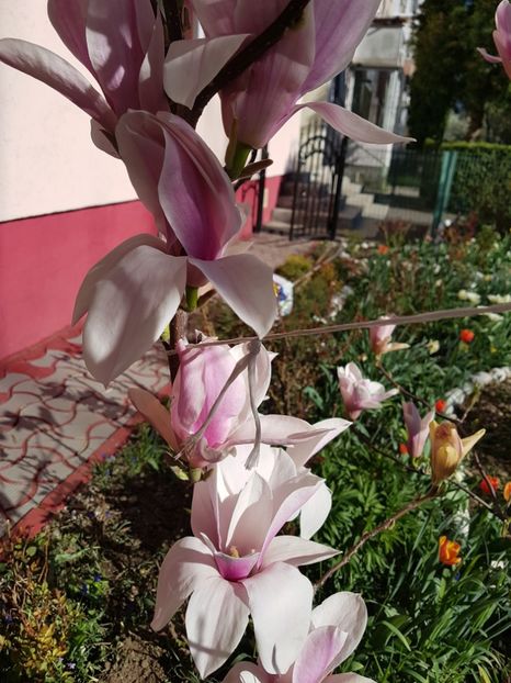  - MAGNOLIA SOULANGEANA