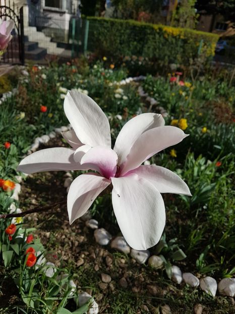  - MAGNOLIA SOULANGEANA