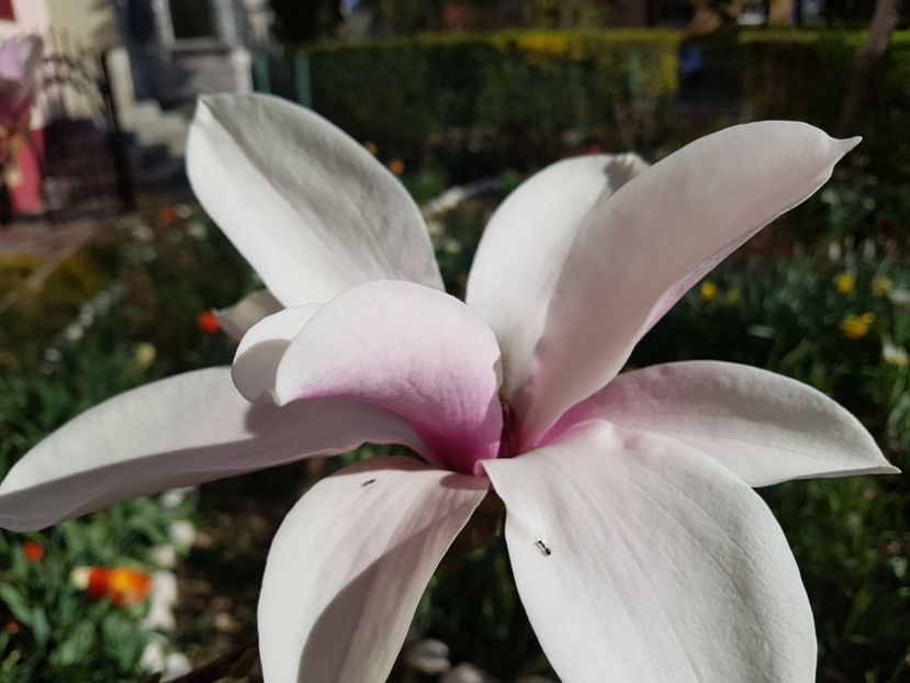  - MAGNOLIA SOULANGEANA