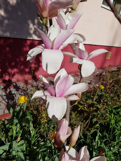 - MAGNOLIA SOULANGEANA