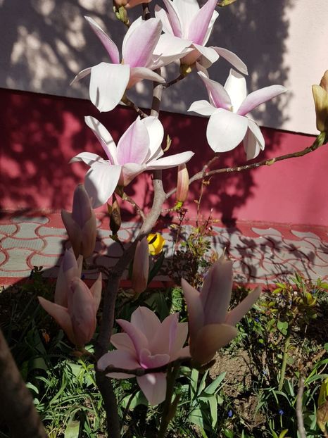  - MAGNOLIA SOULANGEANA