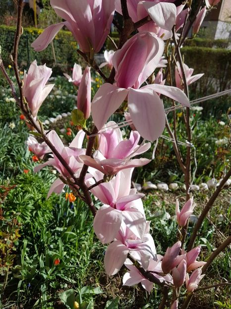  - MAGNOLIA SOULANGEANA