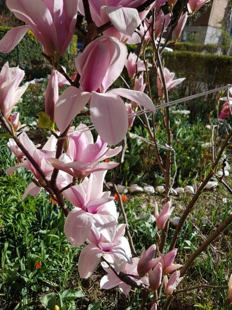  - MAGNOLIA SOULANGEANA