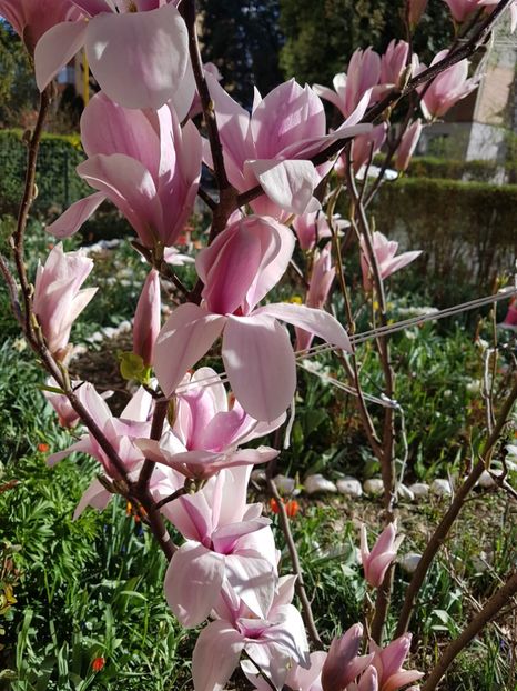  - MAGNOLIA SOULANGEANA