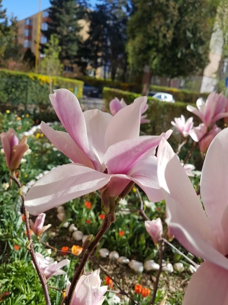  - MAGNOLIA SOULANGEANA