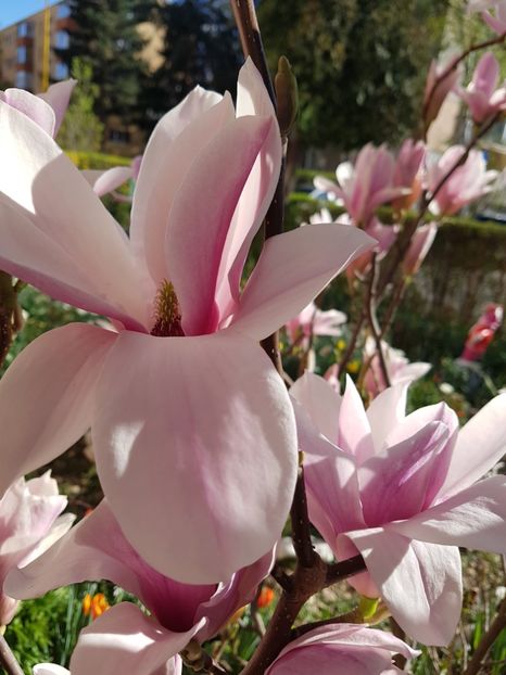  - MAGNOLIA SOULANGEANA