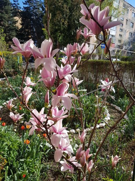  - MAGNOLIA SOULANGEANA