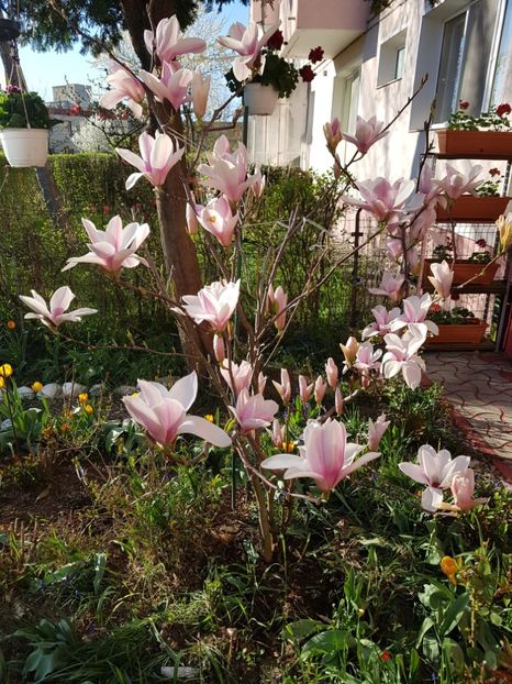  - MAGNOLIA SOULANGEANA