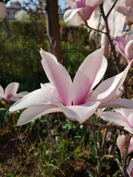  - MAGNOLIA SOULANGEANA