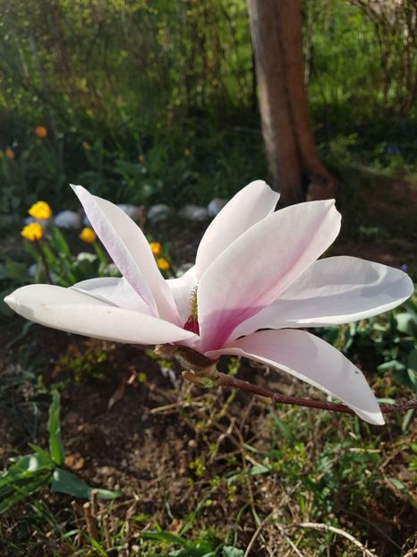  - MAGNOLIA SOULANGEANA