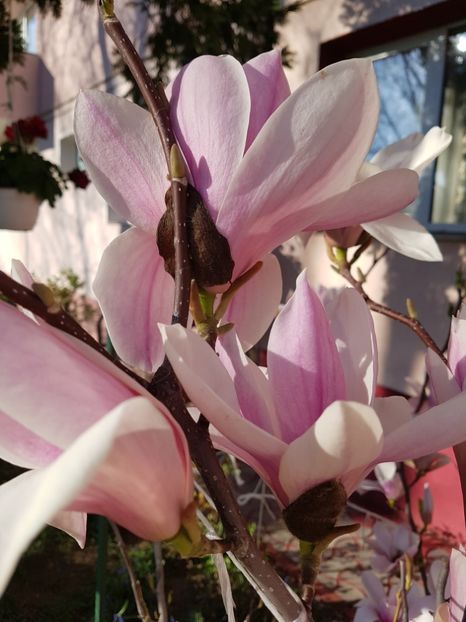  - MAGNOLIA SOULANGEANA