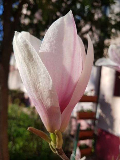  - MAGNOLIA SOULANGEANA